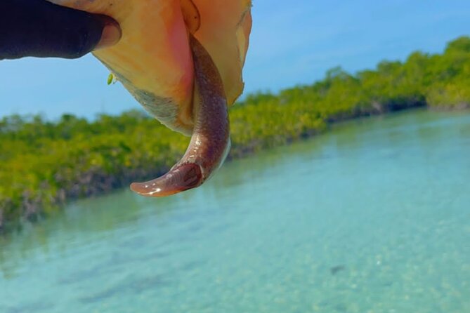 Mangrove Cay And Iguana Island Venture In Turks And Caicos Island - Iguana Island And Its Quiet Wildlife