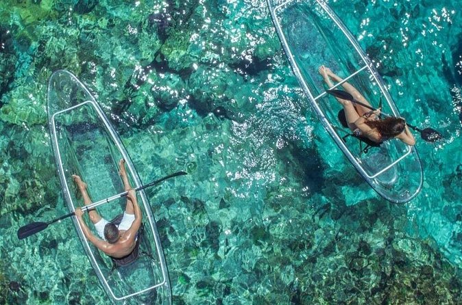 Mangrove Cay Tour - The animals you may see in the shallows