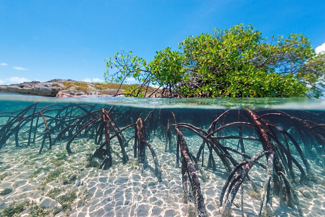 Mangrove Cay Tour - Birdwatching beyond the water