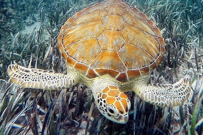 Mangrove Clear Kayak Tour - How hard is the kayaking?