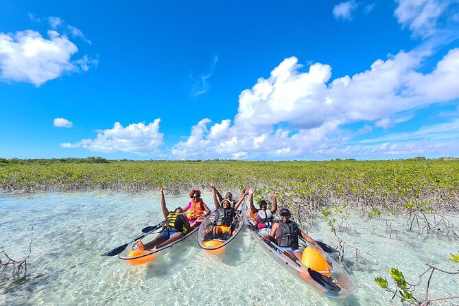 Mangrove Clear Kayak Tour - How much wildlife should you expect?
