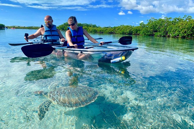 Mangrove & Iguana Clear Kayak Tour - Quick Take: What Makes This Tour Worth Considering