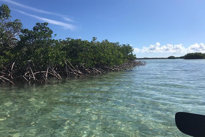 Mangrove & Iguana Clear Kayak Tour - Starting at Heaving Down Rock in Leeward Settlement