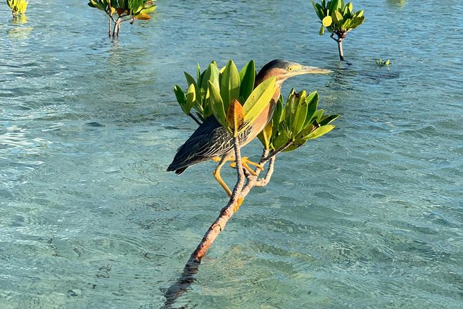 Mangrove & Iguana Clear Kayak Tour - The Guides Make the Difference