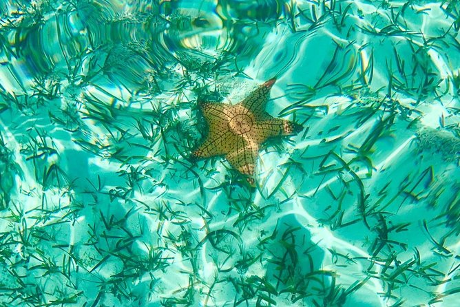 Mangrove & Iguana Clear Kayak Tour - Why the 7:30 Departure Is a Smart Choice