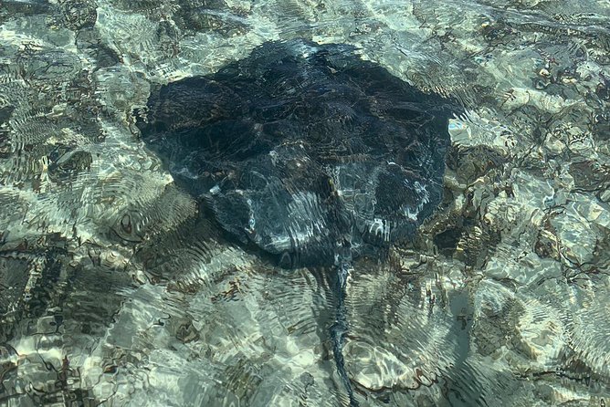 Mangrove & Iguana Clear Kayak Tour - Is $155 a Fair Price?