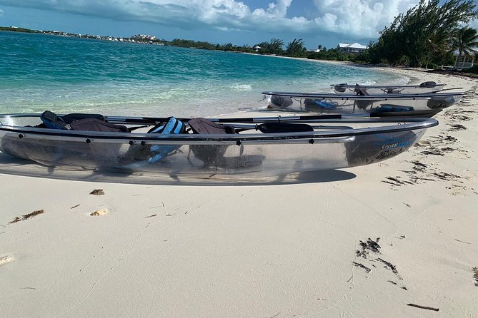 Mangrove & Iguana Clear Kayak Tour - Mangrove Cay: A Calm Nursery for Young Marine Life