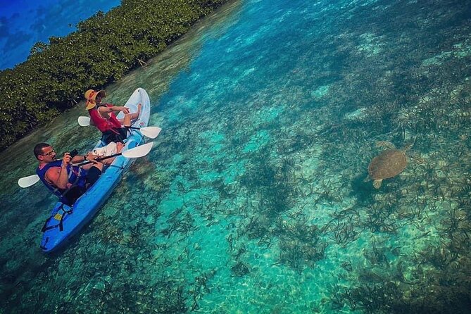 Mangrove & iguana Tour - Key things to know before you book