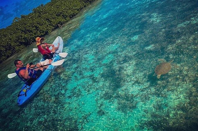 Mangrove & iguana Tour - Paddling through the mangrove nursery