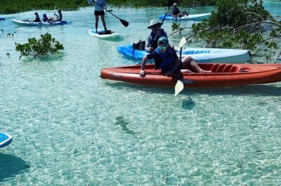 Mangroves Kayak Tour