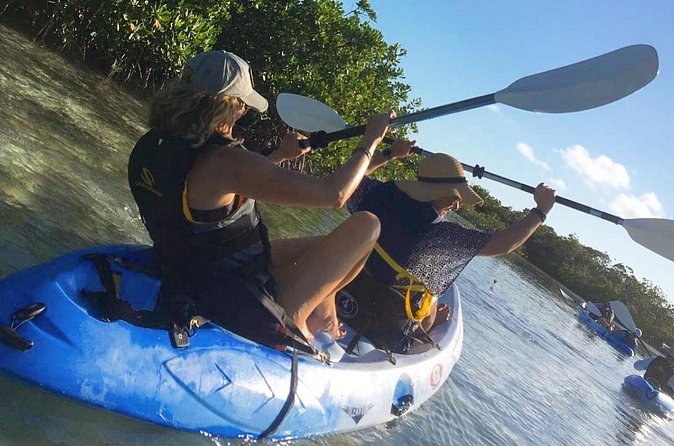 Mangroves Kayak Tour - Private format and the real value of $100