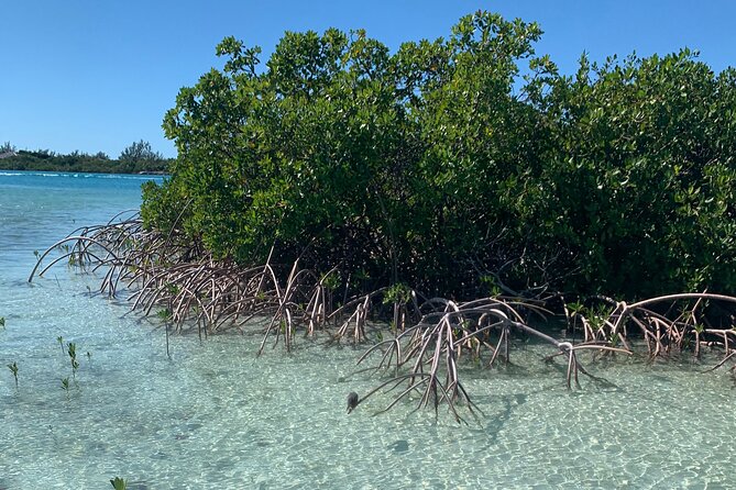 Mangroves Kayak Tour - Who will enjoy this most