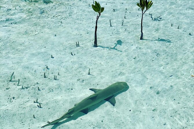 Mangroves Stand-Up Paddleboard Tour - Your First Paddle Strokes in Protected Water
