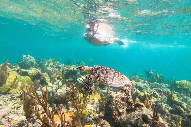 Morning Half Day Cruise from Providenciales with Snorkeling and Iguana Island - Key points to know before you go