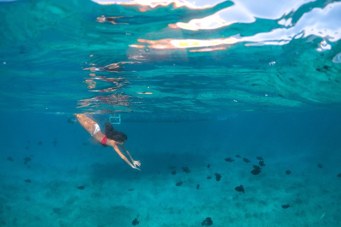 Morning Half Day Cruise from Providenciales with Snorkeling and Iguana Island - Half Moon Bay, an uninhabited beach with room to breathe