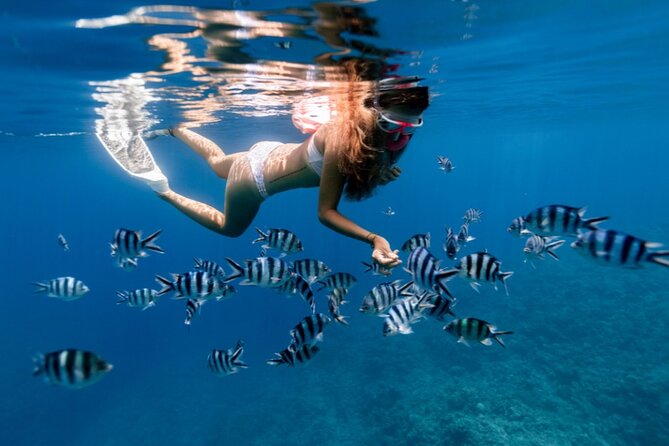 Private 1/2 Day Afternoon Snorkel / Cruise on "Shady Grady" - Leaving Turtle Cove Marina at 1 p.m.