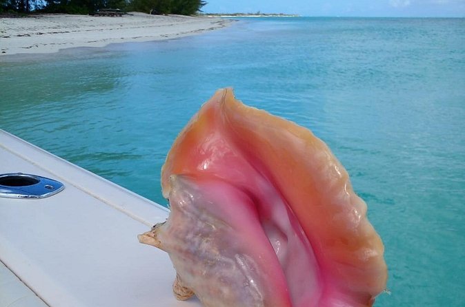 Private 1/2 Day Afternoon Snorkel / Cruise on "Shady Grady" - Shipwreck, conch, and seasonal lobster options