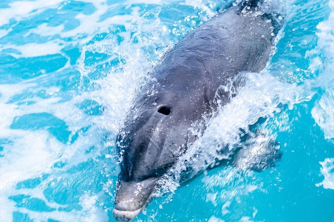 Private Boat Tours to outer islands, snacks drinks- snorkel- cruise! - Snacks, Drinks, and the Onboard Mood