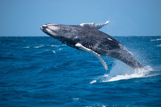 Private Whale Watching Charter (Grand Turk) - Key points before you book