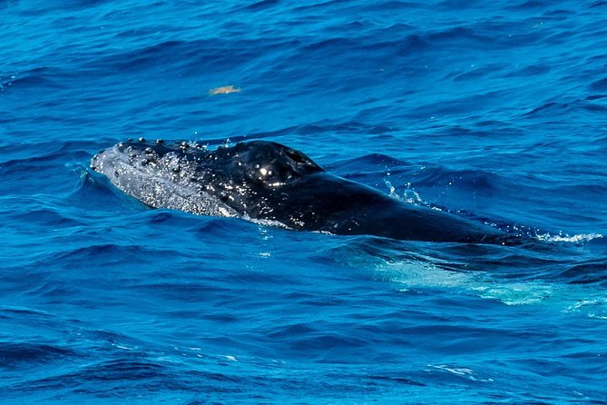 Private Whale Watching Charter (Grand Turk) - Setting out from Grand Turk Airport
