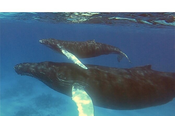 Private Whale Watching Charter (Grand Turk) - What makes the whale behavior worth watching