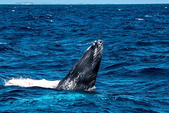 Private Whale Watching Charter (Grand Turk) - The possible in-water whale encounter