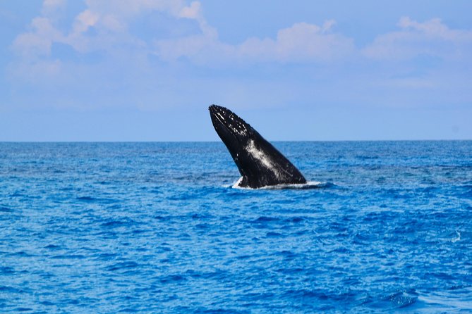 Private Whale Watching Charter (Grand Turk) - Snorkeling equipment, snacks, and comfort