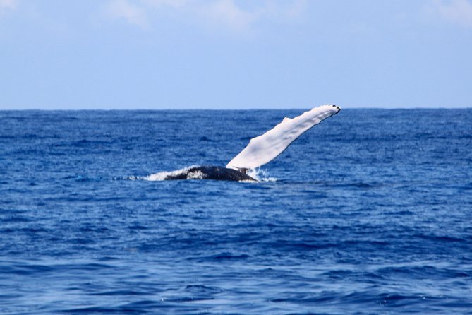 Private Whale Watching Charter (Grand Turk) - How the $1,000 price may or may not make sense
