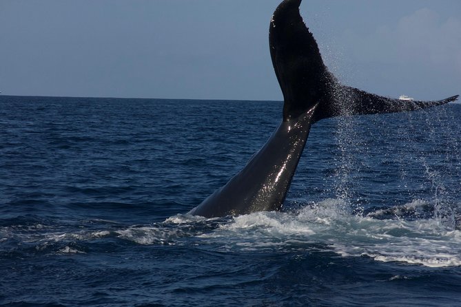 Private Whale Watching Charter (Grand Turk) - Who should book this Grand Turk charter