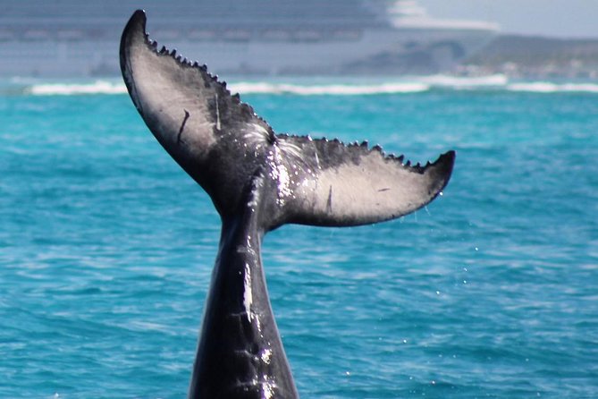 Private Whale Watching Charter (Grand Turk) - Searching the open water for humpback whales