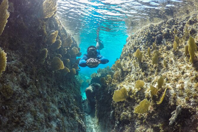Snorkel Eco Tour - Second stop: sharks, rays, and larger wildlife