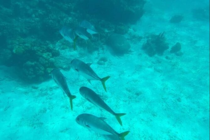 Snorkeling with Sea Scooters and Sea Adventure - Offshore - How the Short Itinerary Fits Your Day