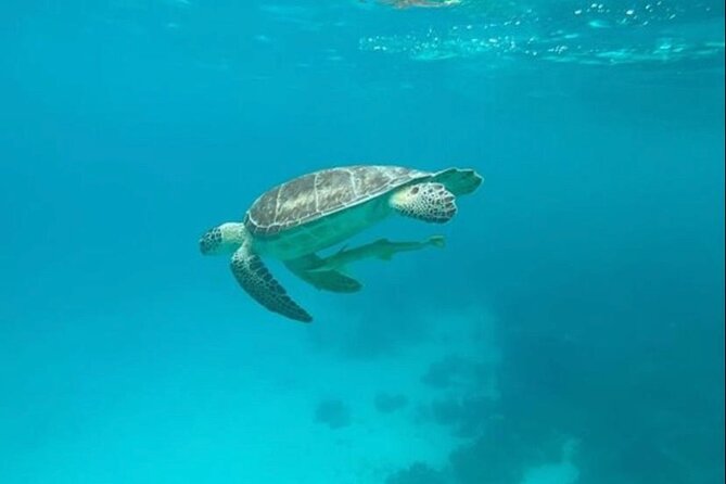 Snorkeling with Sea Scooters and Sea Adventure - Offshore - Who Will Enjoy This Most?