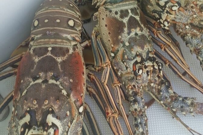 Turks And Caicos 4 Hours Fishing Experience - Trying The Hawaiian Sling