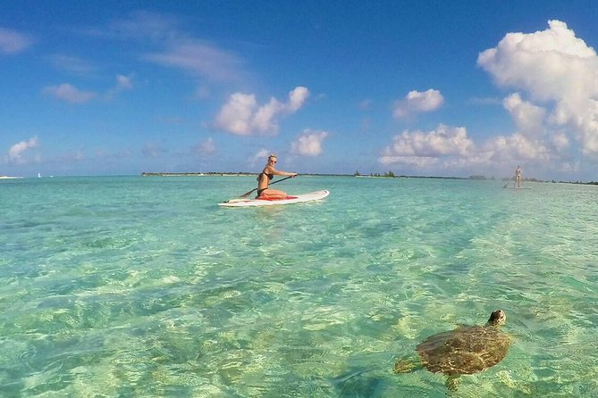 Turtle Eco Tour on Stand-Up Paddleboards or Kayaks into the National Marine Park - Key points to know before booking