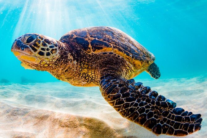Turtle Eco Tour on Stand-Up Paddleboards or Kayaks into the National Marine Park - Why the mangroves are worth your morning