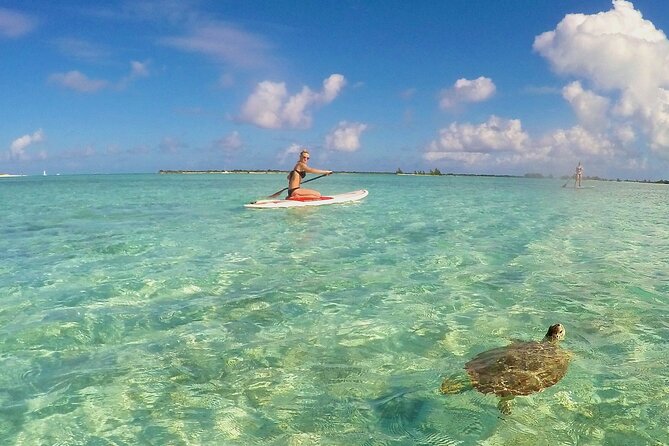 Turtle Eco Tour on Stand-Up Paddleboards or Kayaks into the National Marine Park - Choosing between a paddleboard and kayak