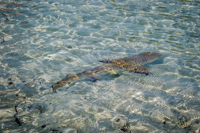 Turtle Eco Tour on Stand-Up Paddleboards or Kayaks into the National Marine Park - Paddling the narrow mangrove channels