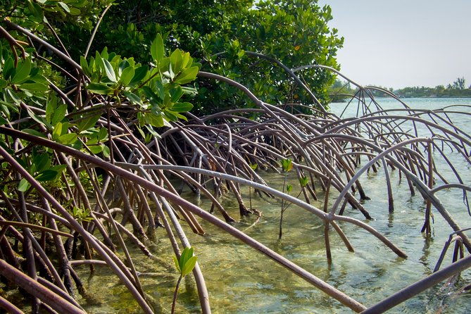 Turtle Eco Tour on Stand-Up Paddleboards or Kayaks into the National Marine Park - The wildlife: turtles first, sharks second