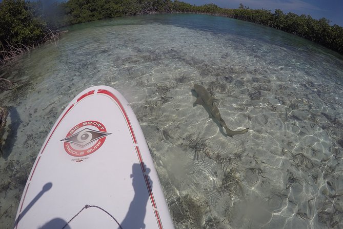 Turtle Eco Tour on Stand-Up Paddleboards or Kayaks into the National Marine Park - What the guide adds to the experience
